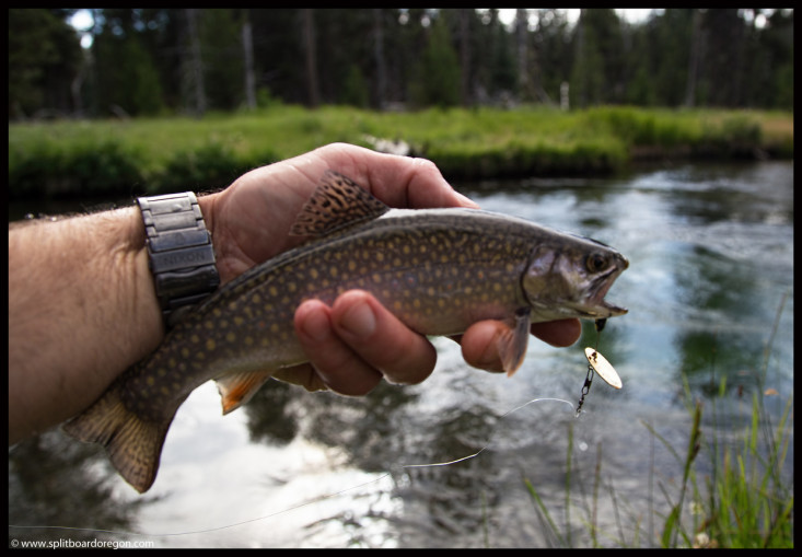 Upper Deschutes Brookie