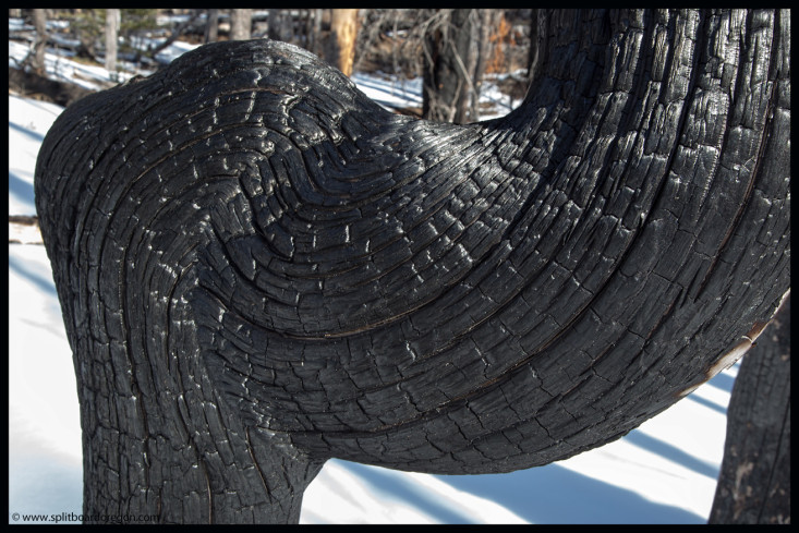 Charred Pine