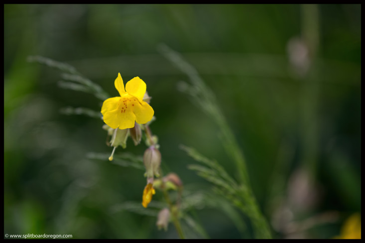 Isolated flower along the bank