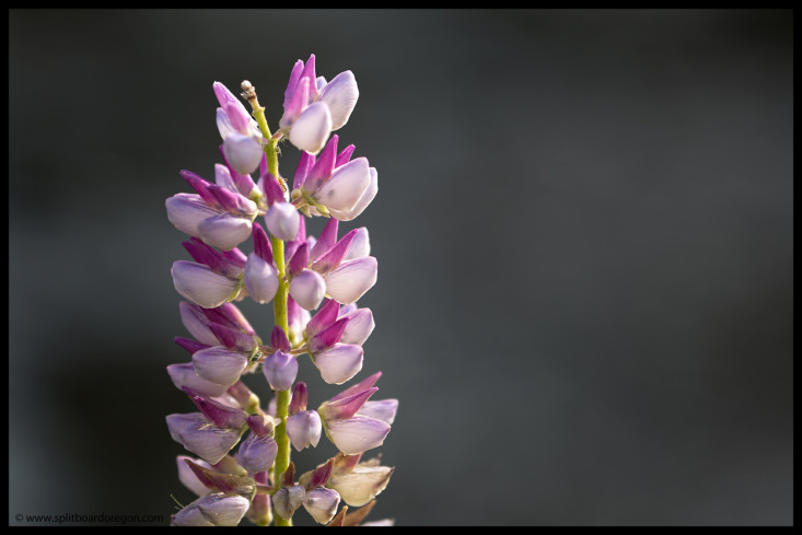 Summer lupine