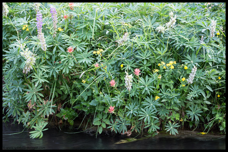 Summer color along the river bank